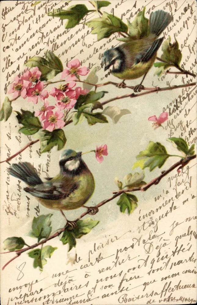 Dois pássaros em galho florido — carta postal ilustrada — editor não visível - Frente