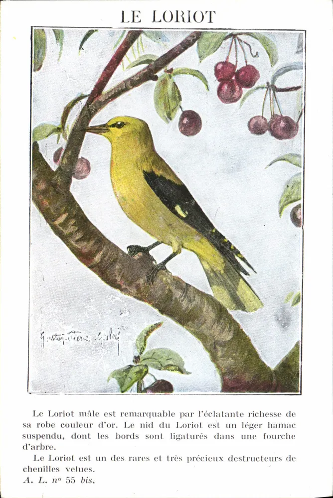 O Loriot — ilustração naturalista — A. L. n° 55 bis - Frente