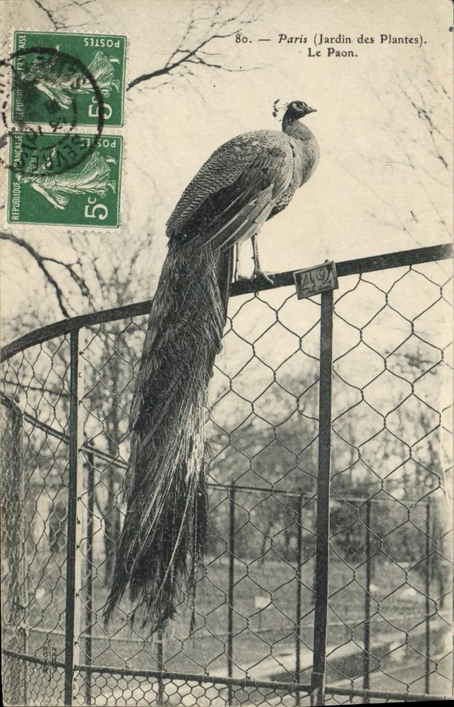 Paris (Jardin des Plantes) — Der Pfau — Verlag Nr. 49 - Vorderseite