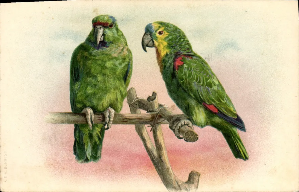 Dois papagaios — ilustração colorida — A. & M. B. N°122 - Frente