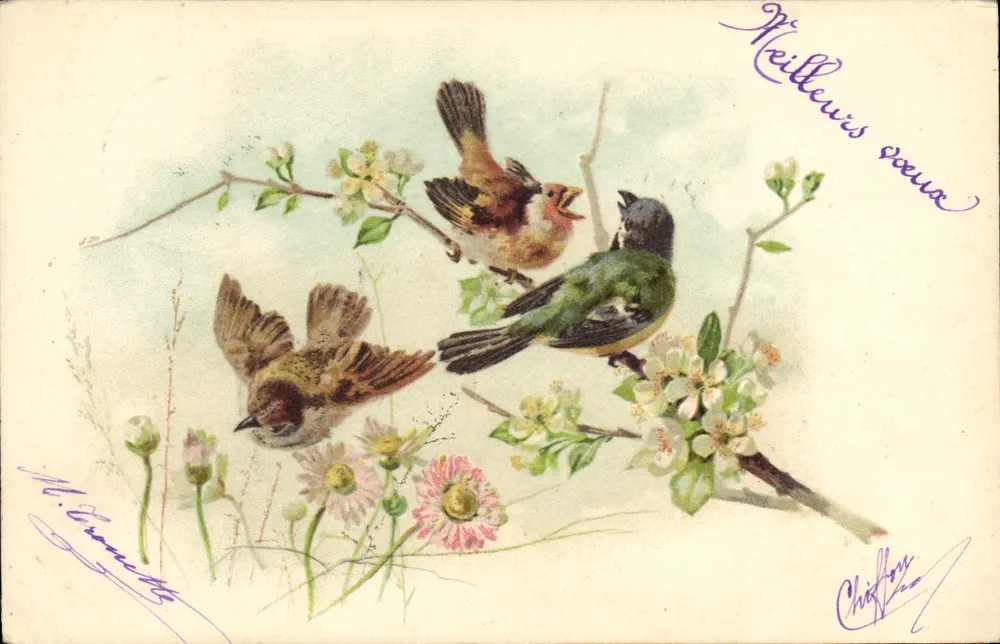 Pássaros em galho florido — ilustração colorida — M. Cornuets, Chiffon - Frente