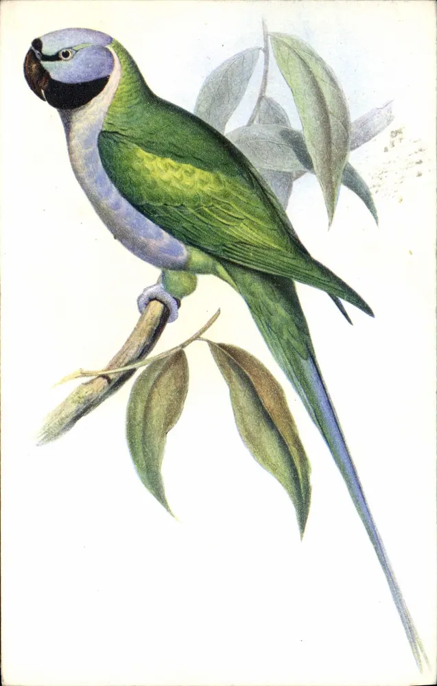Perroquet indien — ilustracja naturalistyczna — wydawca Draeger & Fils, nr 56 - Awers
