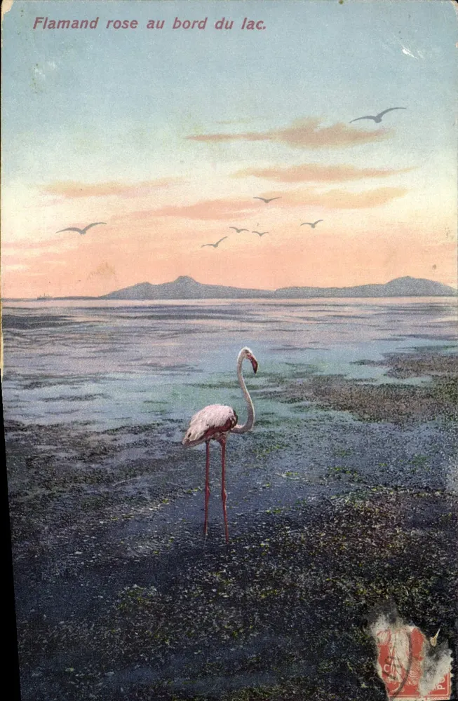 Flamand rose au bord du lac — scène de lac avec flamant rose et oiseaux en vol — éditeur Lehnhert & Landrock, Tugés, n°546 - Vorderseite