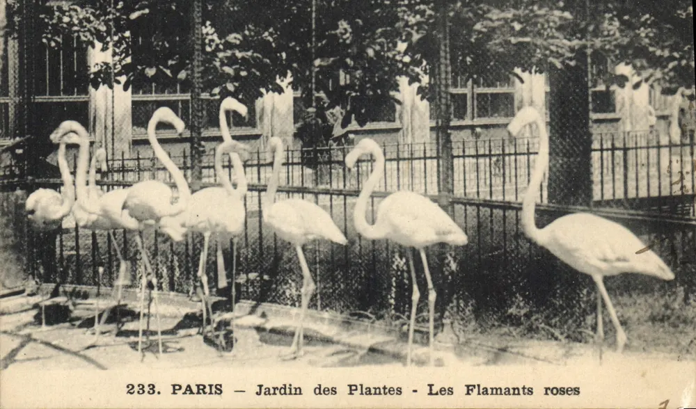 PARIS — Jardin des Plantes — Die rosa Flamingos - Vorderseite