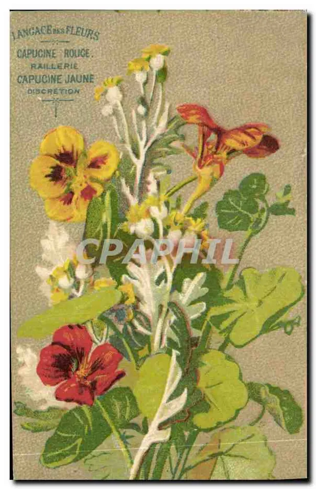 Blumen — Rote Mohnblume, Gelbe Mohnblume, Diskrete Mohnblume — Blumen-Sprache - Vorderseite