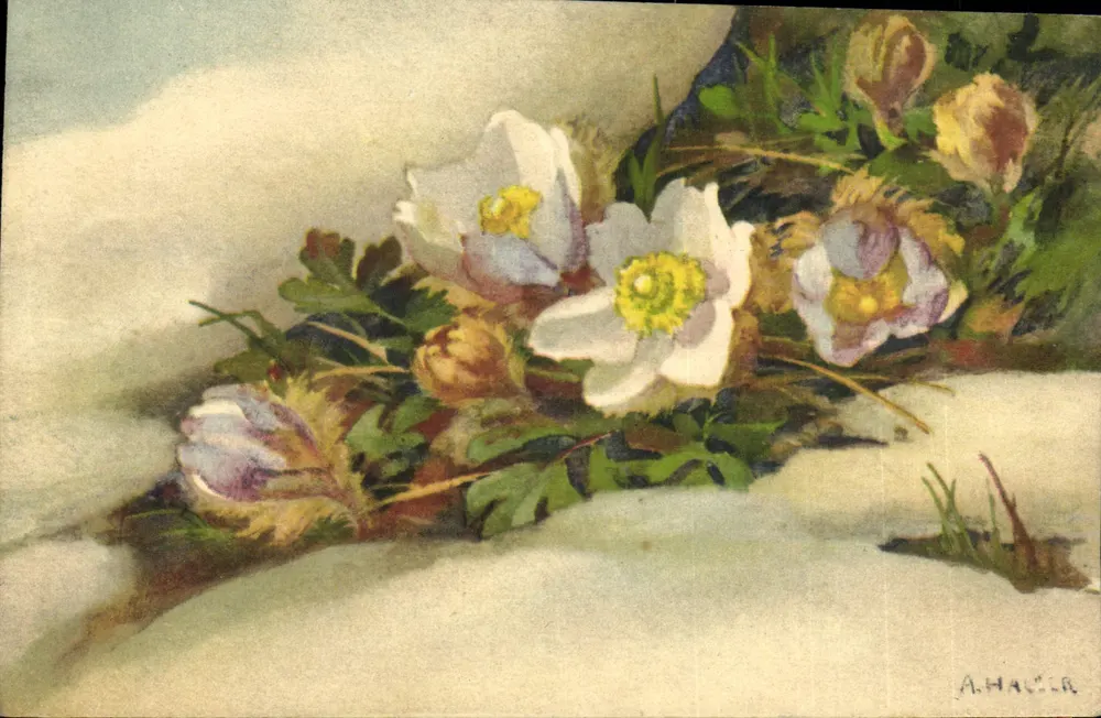 Flores de primavera sob a neve — A. Haver — editor não visível - Frente