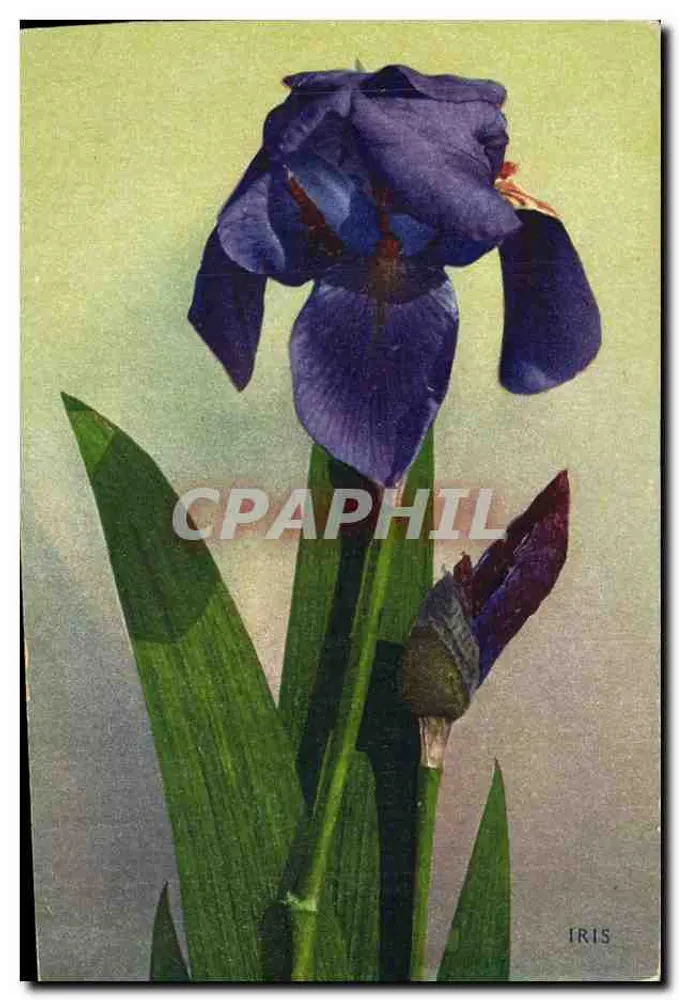 Stara pocztówka Édouard alpin — białe kwiaty na skałach — Alpenflora, seria 547 - Awers