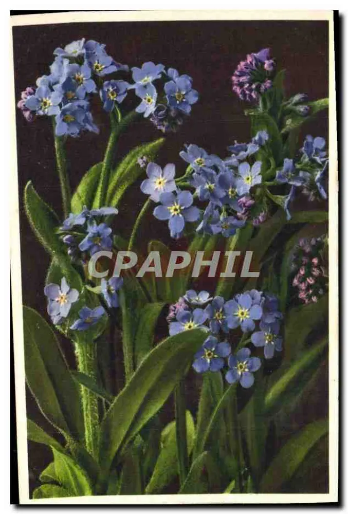 Myosotis alpestris — Myosotis alpino — impresso na Suíça - Frente