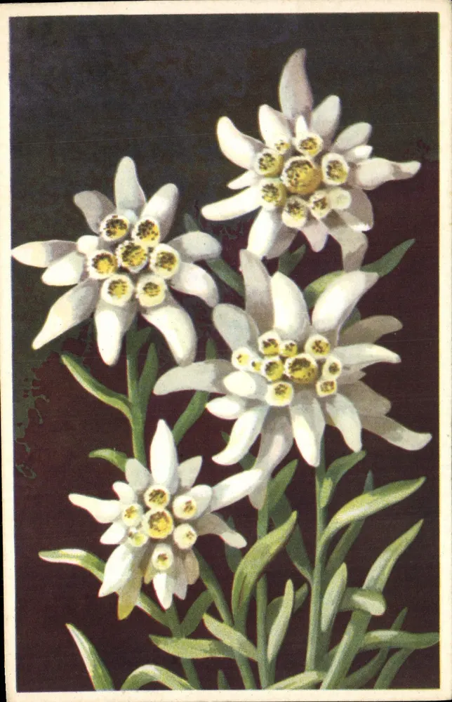 Stern der Gletscher — Edelweiss — Leontopodium alpinum — Edition d'Art Andrés, Grenoble - Vorderseite