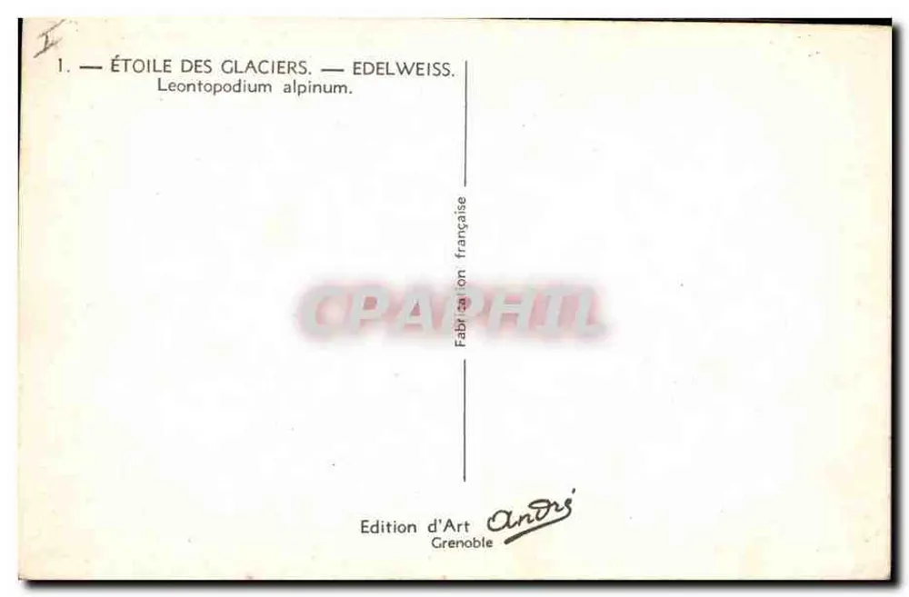 Stern der Gletscher — Edelweiss — Leontopodium alpinum — Edition d'Art Andrés, Grenoble - Rückseite