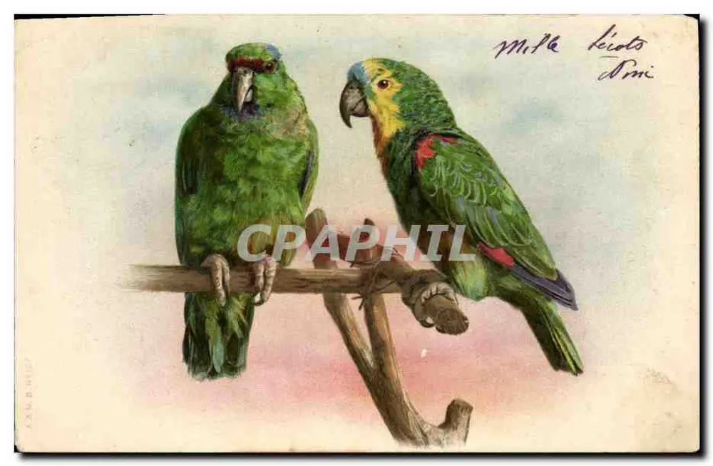 Deux perroquets — illustration — éditeur non visible - Frente