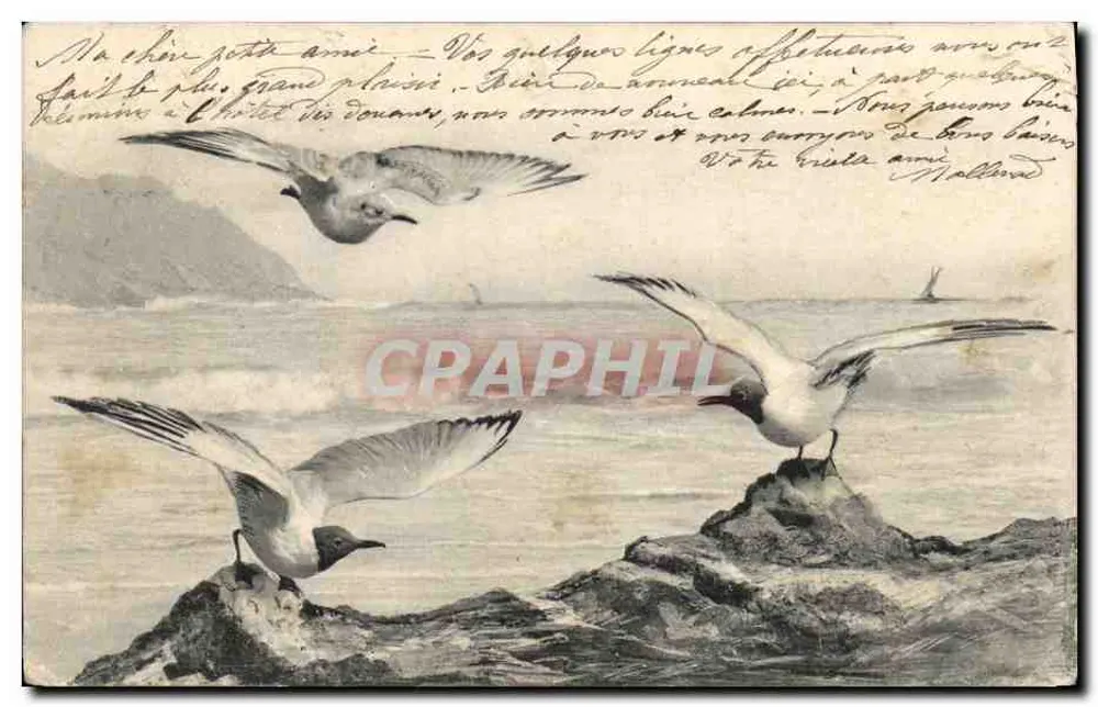Gaivotas sobre os rochedos — Série 20 — Clément, Tournier & Cie, Genève - Frente
