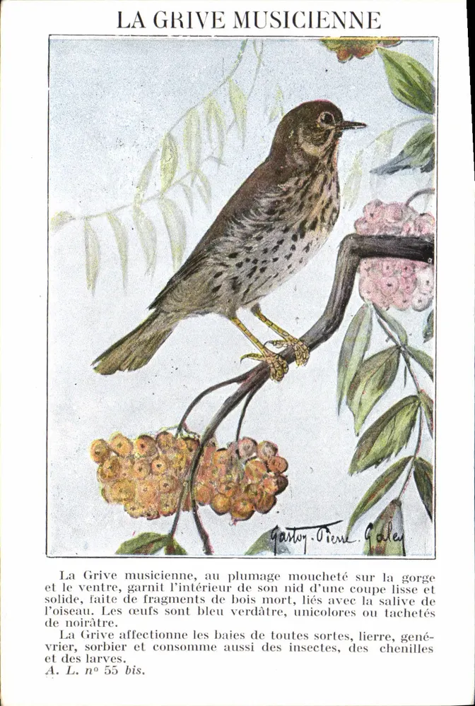 A Grive Musicienne — ilustração naturalista — A. L. n° 55 bis - Frente