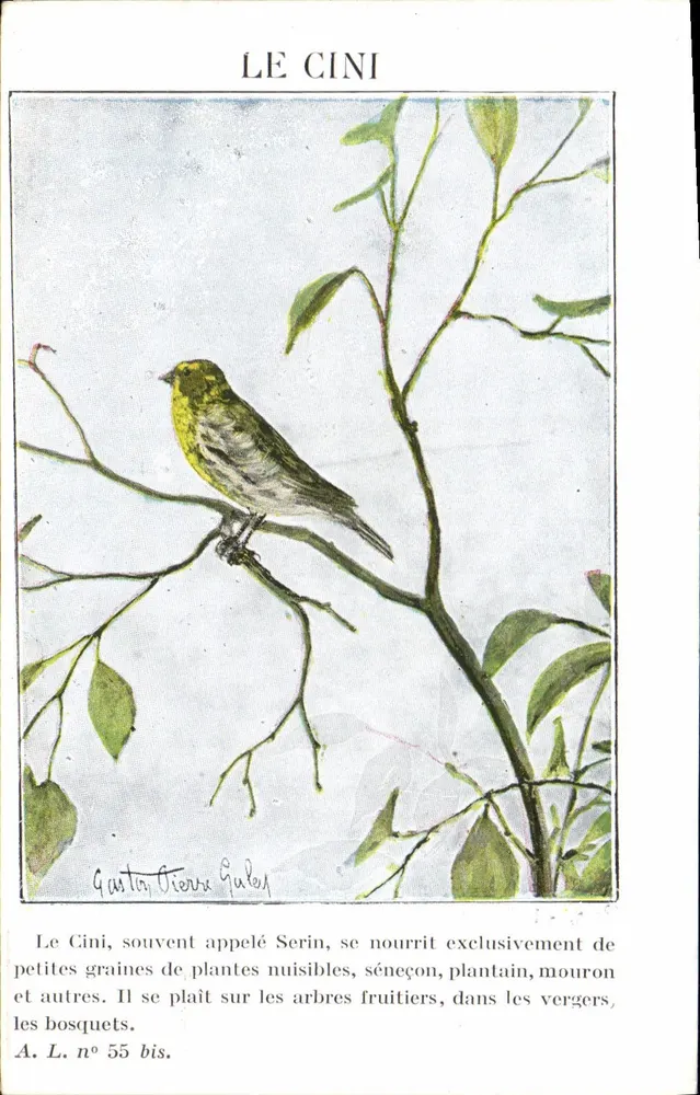 O Cini — pássaro amarelo — A. L. n° 55 bis - Frente