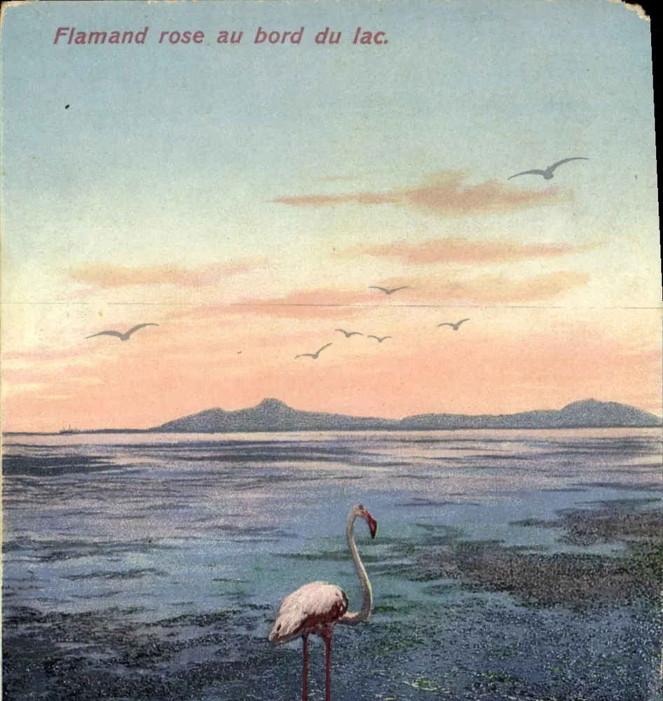 Roter Flamingo am Ufer des Sees — Seenlandschaft mit rotem Flamingo und fliegenden Vögeln — Verlag Lehnnert & Landrock, Tunis. n° 546 - Vorderseite