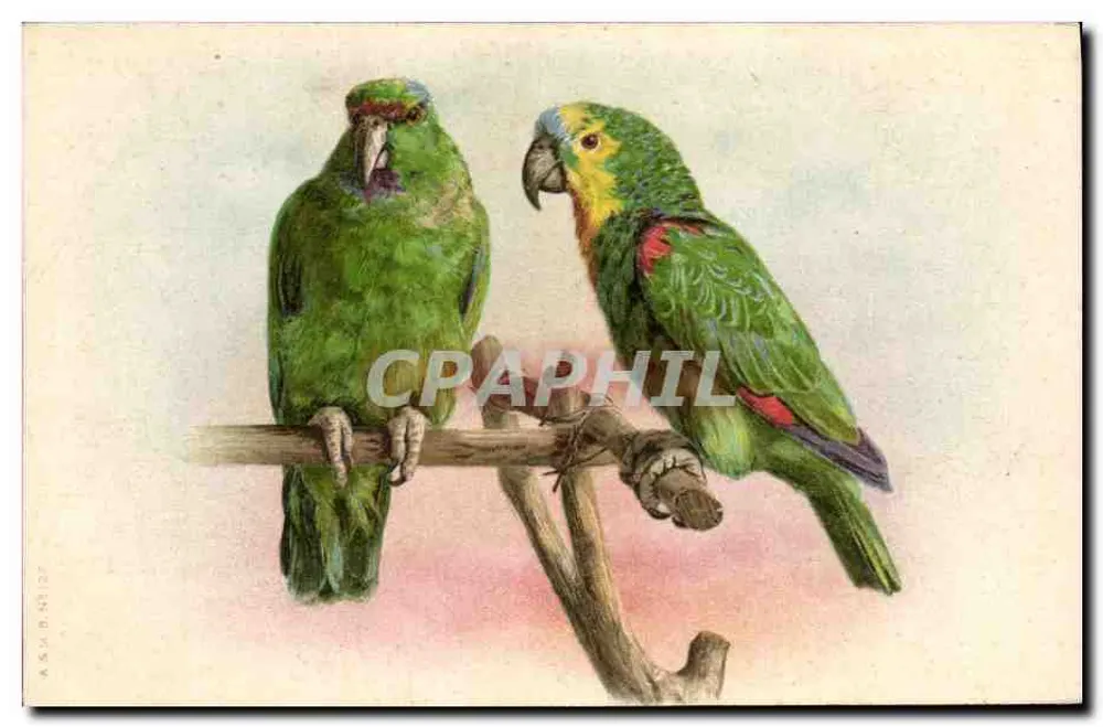 Dois papagaios — ilustração naturalista — A.S. & Co. n°127 - Frente