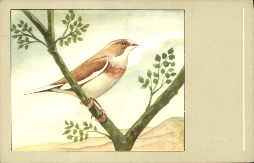 Moineau do Japão — Bengalese Finch — P. Sluis, No. 47, Ser. 4 - Frente