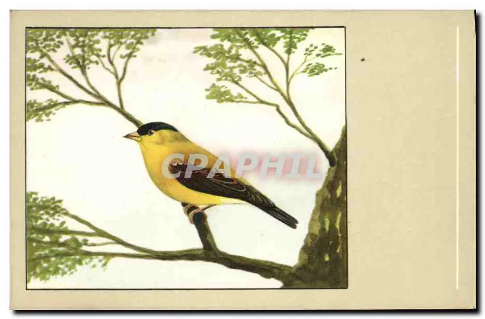 American Goldfinch — P. Sluis, Número 41, Série 4 - Frente