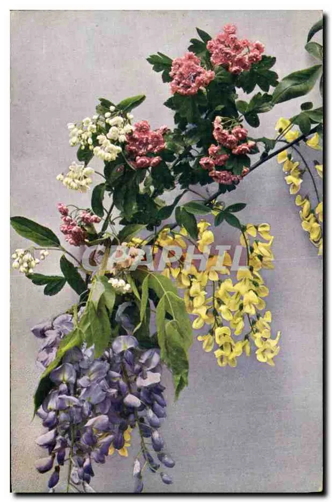 Wisterien und Kirschblüten — Serie 'Flora' — Verlag Römer & Jons, Dresden - Vorderseite