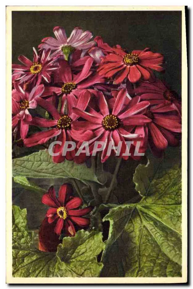 Blüten der Cineraria hybrida — Serie 1064 — gedruckt in Aarlekenen - Vorderseite
