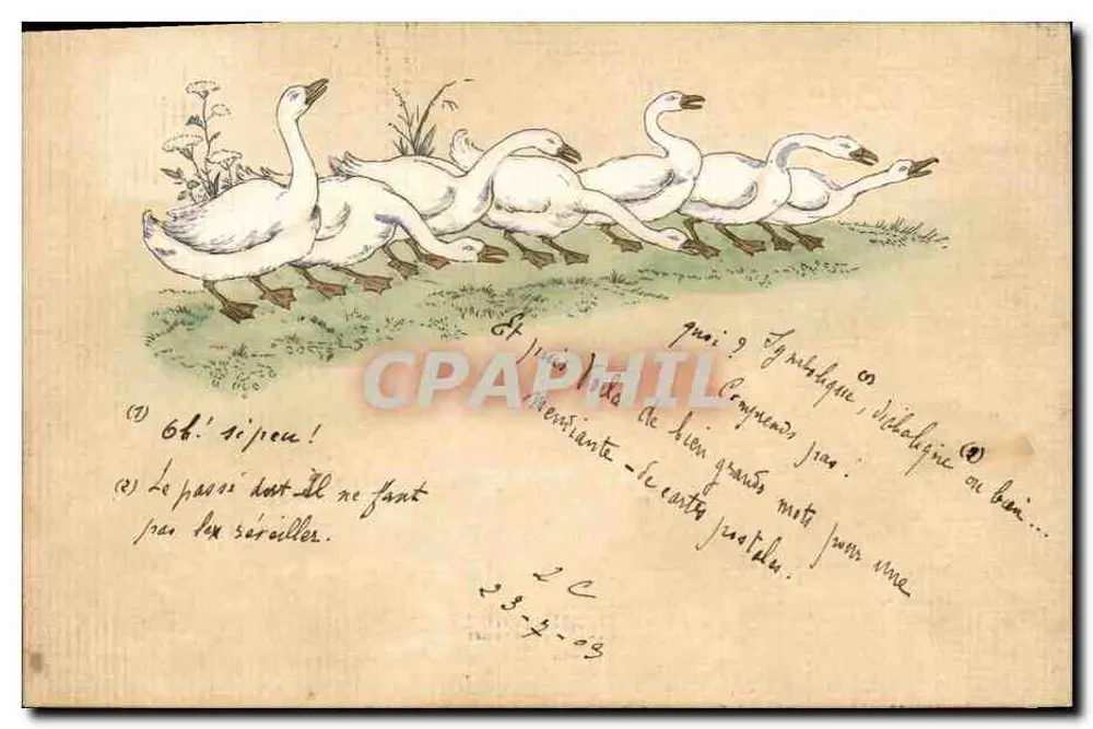Grupo de garças brancas — ilustração — editor não visível - Frente