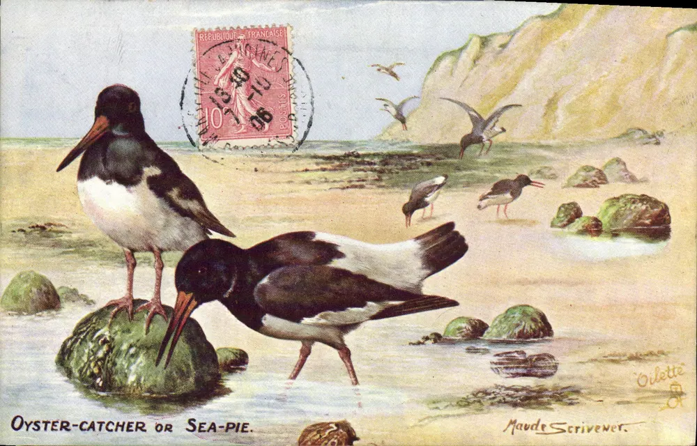Avestruz-do-mar ou Pia de Mar — Maude Scrivener — Ollettre - Frente