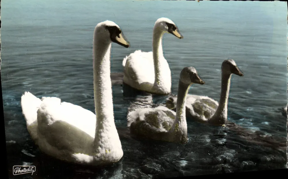 An den Ufern des Genfersees — Papa Schwan, Mama Schwan, Baby Schwan — Photodit, Thionon-les-Bains - Vorderseite
