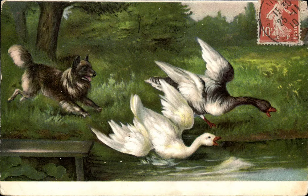 Cão de pastoreio perseguindo patos — Editor N.F. Paris, n° II - Frente