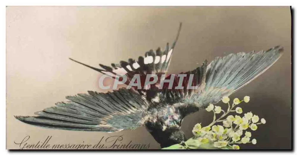 Vogel im Flug mit Mimose — 'Gentle Messenger of Spring' — Universal Postal Union - Vorderseite