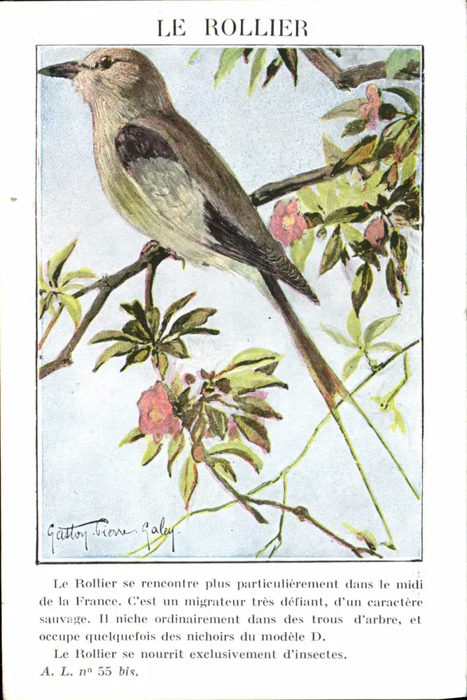 ले रोलियर — दक्षिण फ्रांस के एक प्रवासी पक्षी — A. L. n° 55 bis - आगे