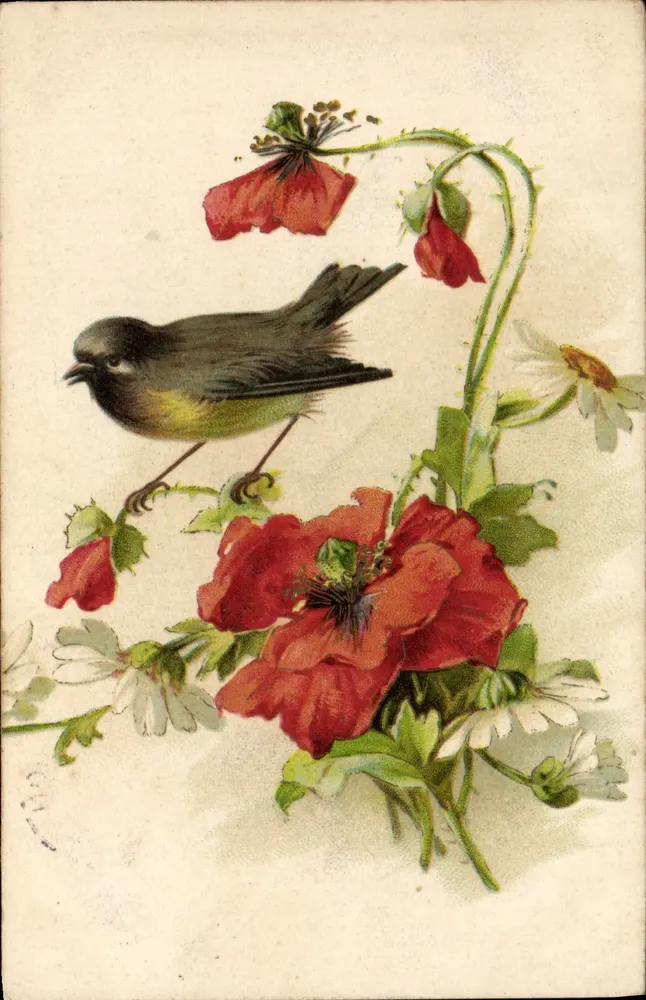 Ave e papoulas — ilustração colorida — editor Théodore Néfart, n° 557 - Frente