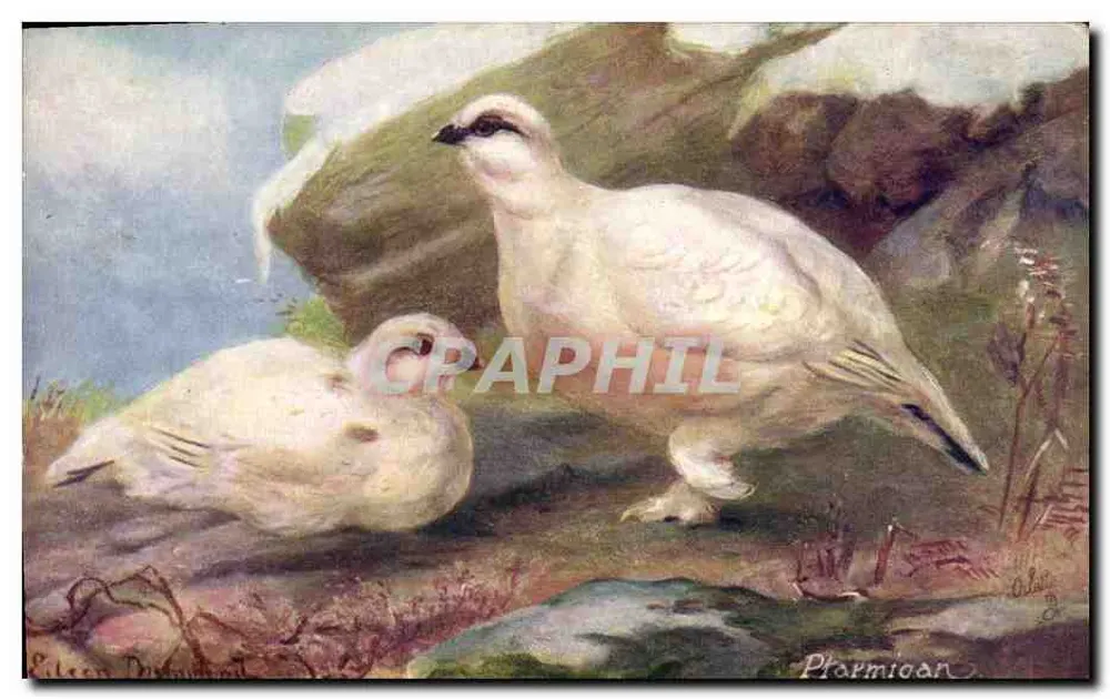 Ptarmigão — penas invernais — Tuck's Post Card n° 9548 - Frente