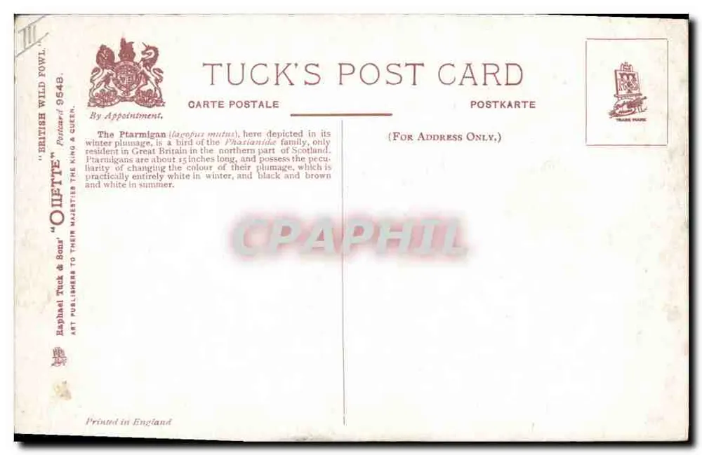 Ptarmigão — penas invernais — Tuck's Post Card n° 9548 - Verso