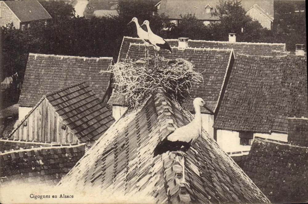 Ciganki w Alzacji — wydawca: Cépopée, Strasbourg - Awers