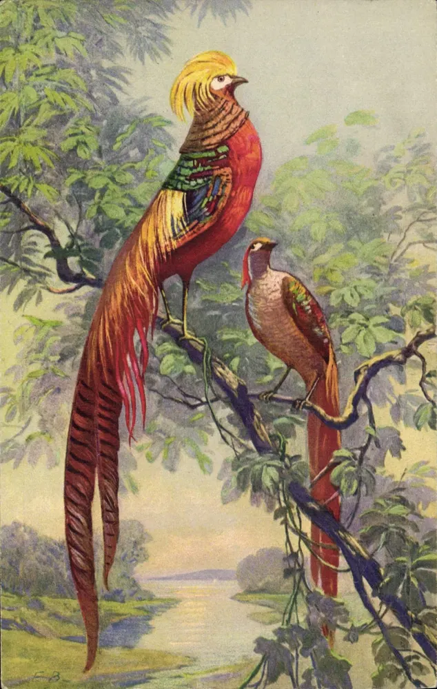 Fênix macho e fêmea — ilustração naturalista — editor STPF, n° 1309 - Frente