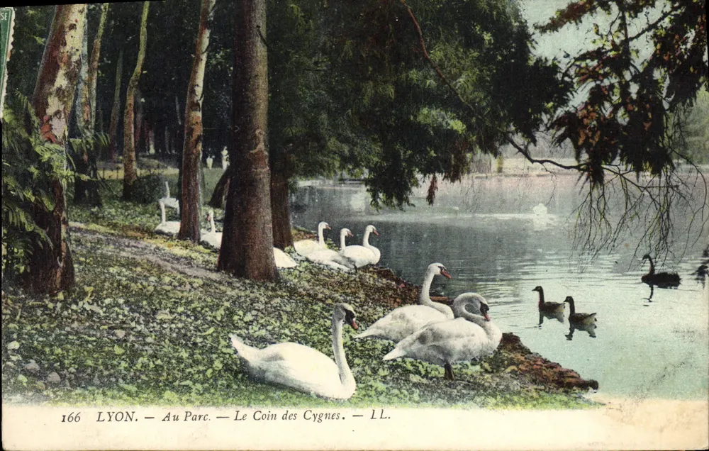 LYON — Im Park — Der Schwanenwinkel — I.L. - Vorderseite