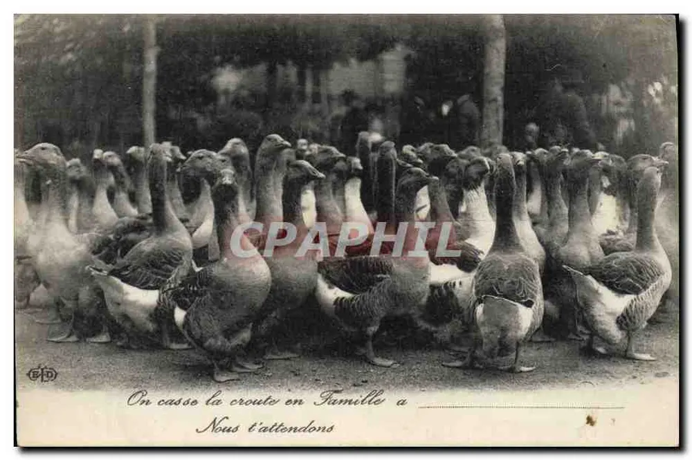 Gruppe Enten — Familie in Toulouse — Verlag ETD, Nr. 11 - Vorderseite