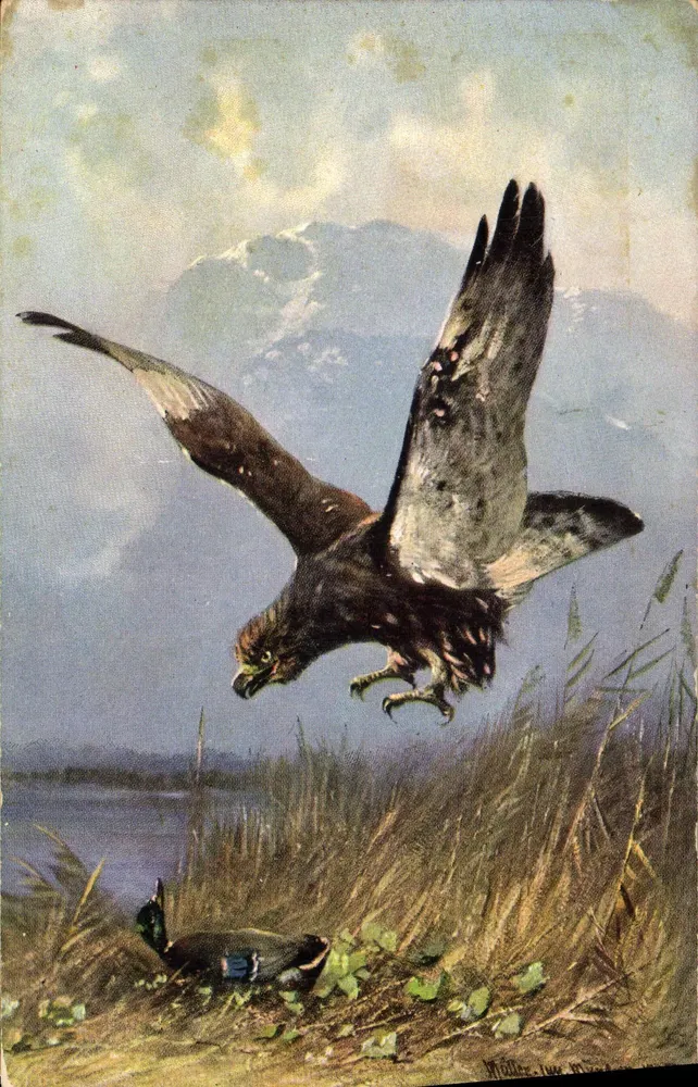 Águia em voo — perseguindo um pato — ilustração de M. Müller, série 251 - Frente