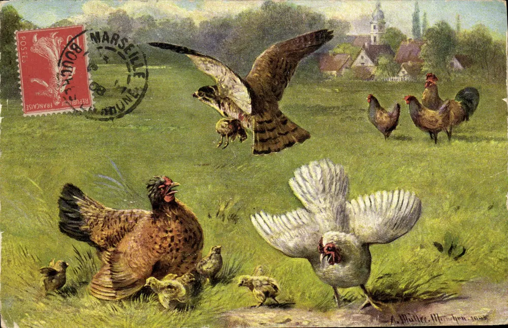Caça de falcão a galinhas — A. Blatter, Munique, 1908 — edição não identificada - Frente