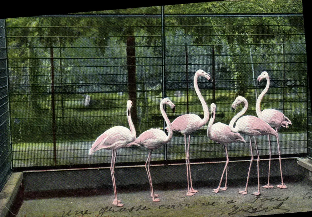 Rosa Flamingos in einer Kiste — Verlag E.F.A. Serie 521 - Vorderseite