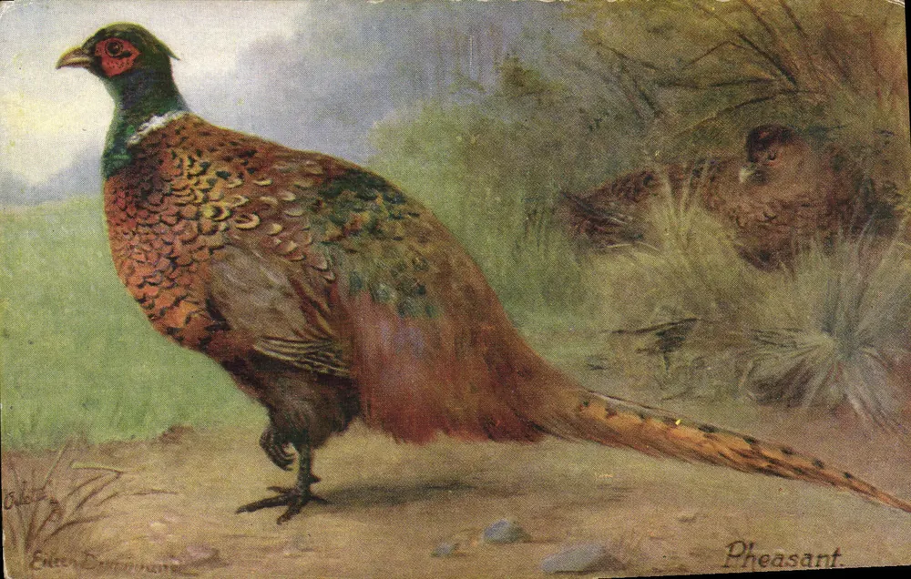 Faisão — Aves de Caça Britânicas — Série Tuck's Post Card II, Número 9534 - Frente