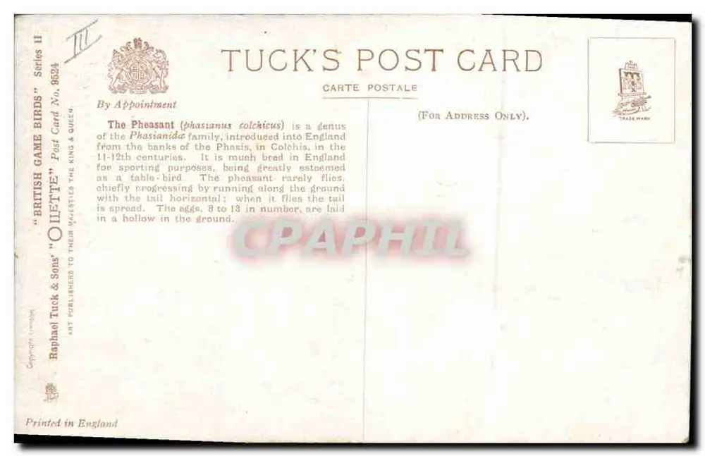 Faisão — Aves de Caça Britânicas — Série Tuck's Post Card II, Número 9534 - Verso