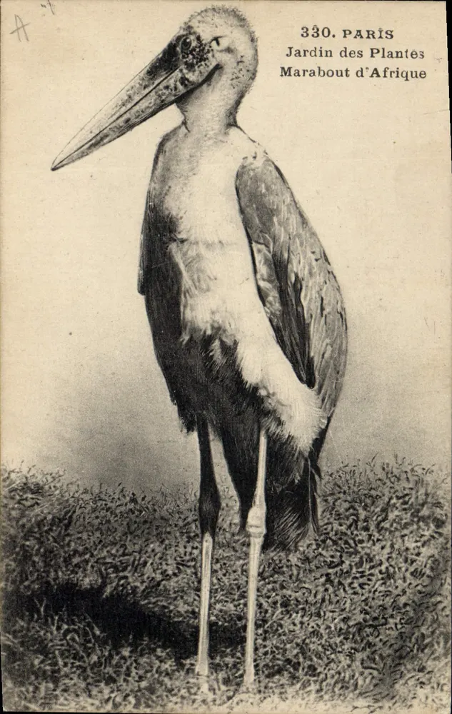 Afrikanischer Marabou — Jardin des Plantes, Paris — Serie 330 - Vorderseite