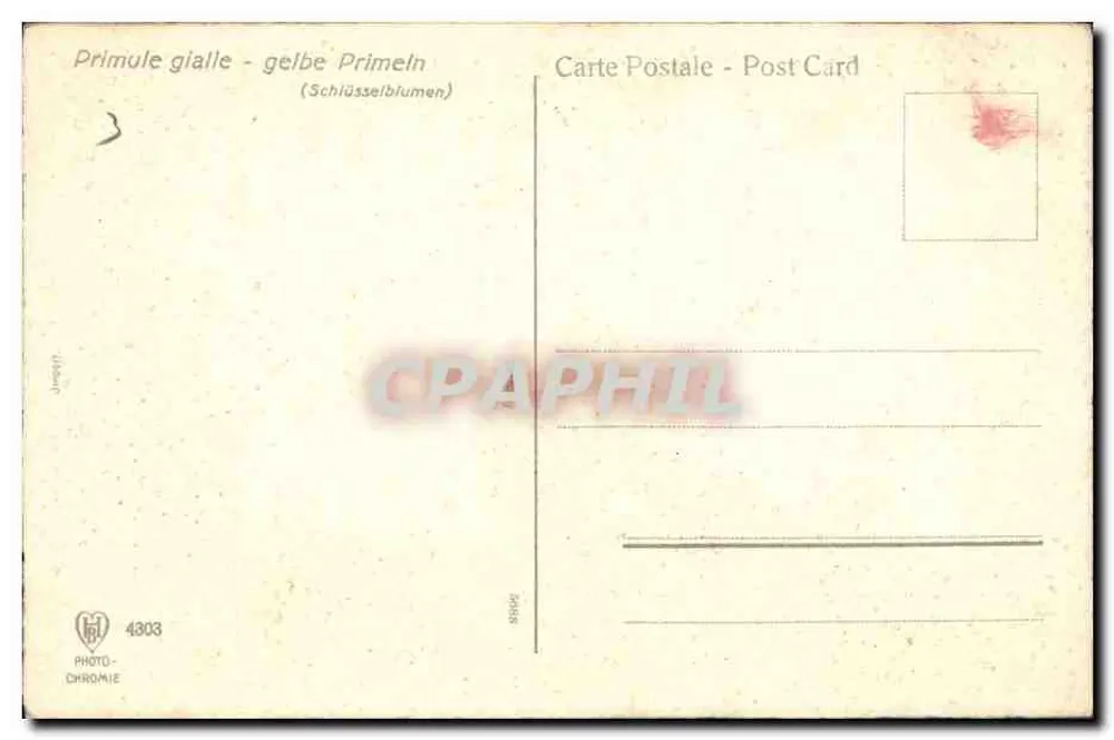Gelbe Prunelle — Gelbe Blumen — PHOTO-CHROMIE n°4803 - Rückseite