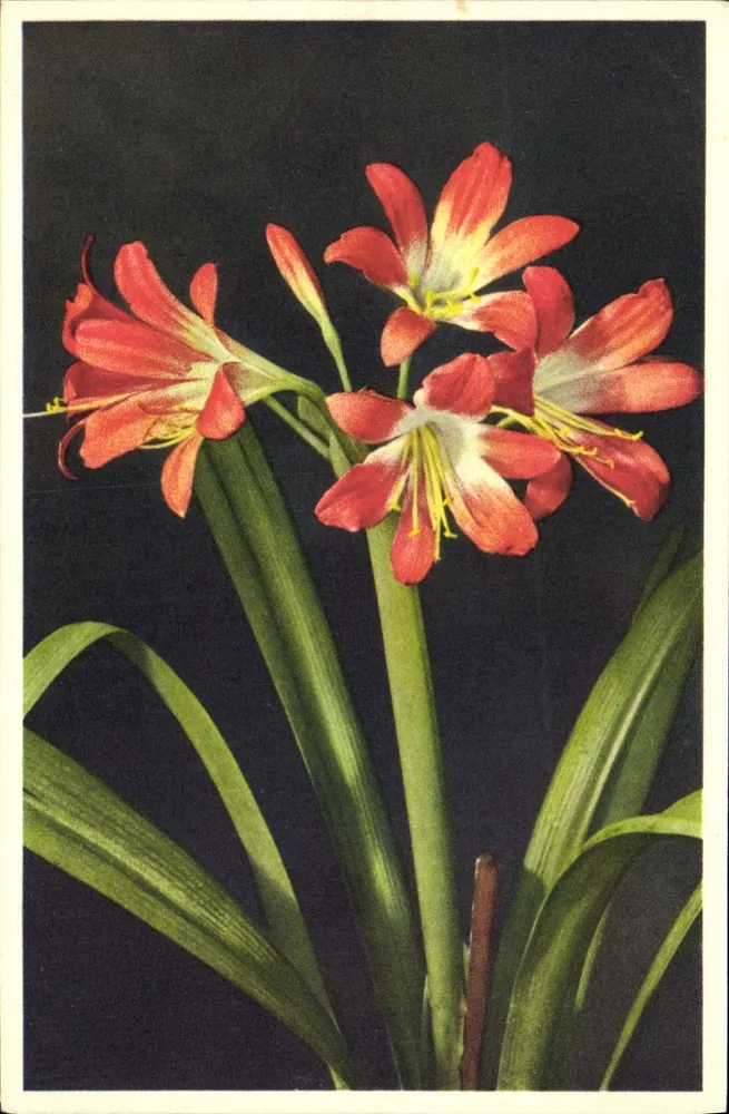 Clivia nobilis — botanische Illustration — Thor-Egger, Adelboden - Vorderseite
