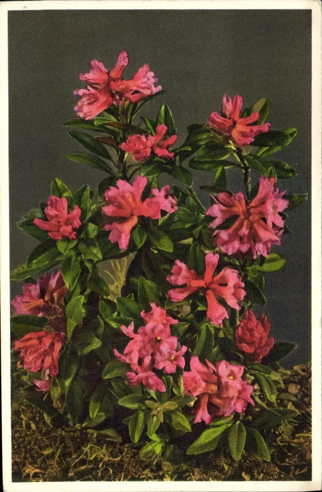 Rhododendron ferrugineum — Alpenrose — STF No. 285 - Recto