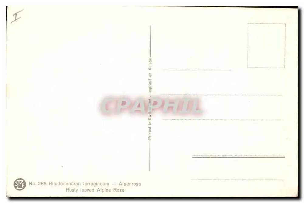 Rhododendron ferrugineum — Alpenrose — STF No. 285 - Verso