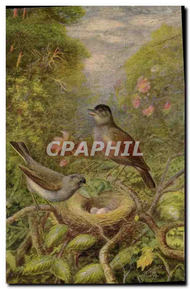 Blackcap — ave de primavera — Cartão Postal Tuck n°3333 - Frente