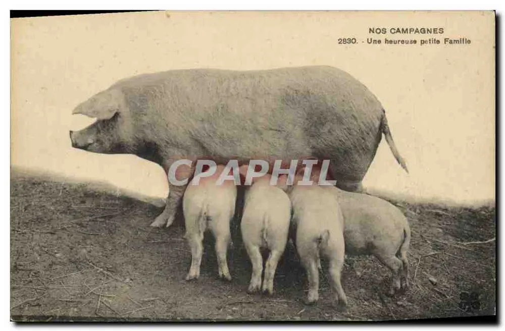 Unsere Lande — Eine glückliche kleine Familie (Verlag NOS CAMPAGNES, Nr. 2830) - Vorderseite