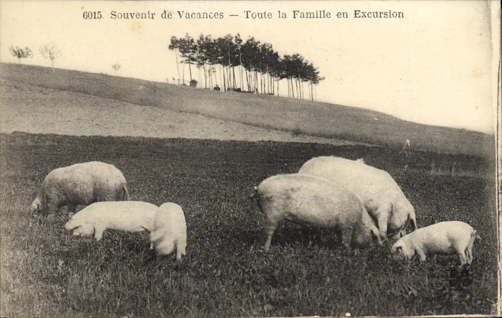 Schweine auf der Weide — Erinnerung an Urlaub — Ganz die Familie auf Ausflug — Illustriertes Druckwerk n°6015 - Vorderseite